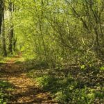 promenade foret