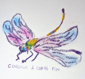 Cordulie à corps fin - version petite