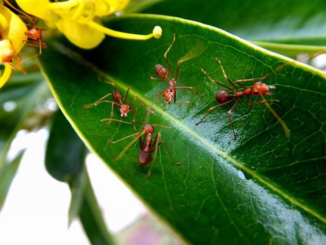 ants-2224168_640