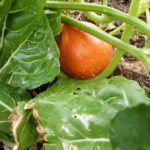 Jardin Partagé - Arrosage première butte permaculture - 20220726-3