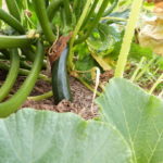 Jardin Partagé - Arrosage première butte permaculture - 20220726-4