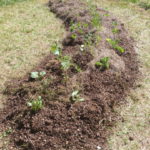 Jardin Partagé - Création première butte permaculture - 20220525-5