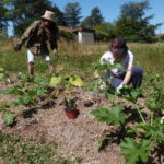 Jardin Partagé - Entretien première butte permaculture - 20220611-1