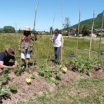 Jardin Partagé - Entretien première butte permaculture - 20220611-2