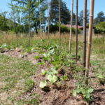 Jardin Partagé - Entretien première butte permaculture - 20220611-3